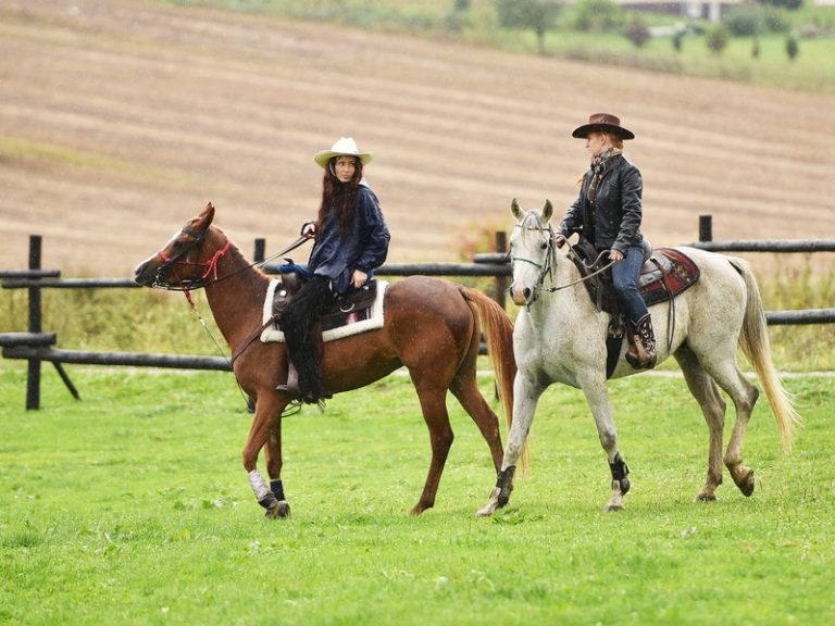 Equine Breeding in Terrell, TX Rockwall Equine Center