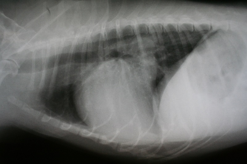 Equine Radiograph in Terrell, TX Rockwall Equine Center